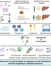 Visual representation of IP6K1 is a novel target in obesity, T2DM and NASH. 